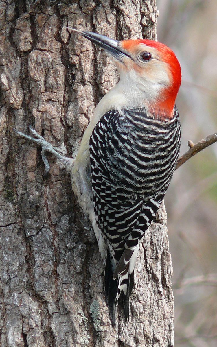 Red-bellied woodpecker Redbellied woodpecker Wikipedia