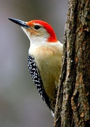 Red-bellied woodpecker Redbellied Woodpecker Identification All About Birds Cornell
