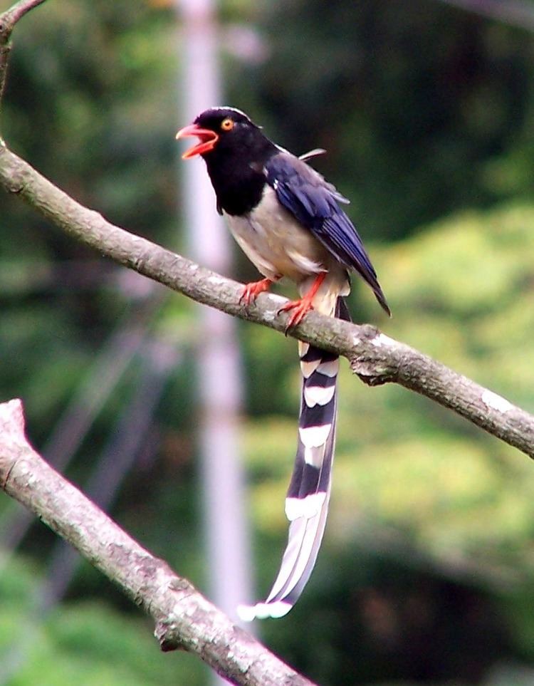 Red-billed blue magpie FileRed Billed Blue Magpiejpg Wikimedia Commons