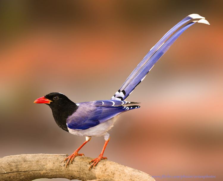 Red-billed blue magpie Redbilled Blue Magpie Urocissa erythrorhyncha Flickr