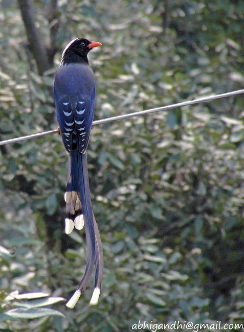 Red-billed blue magpie Oriental Bird Club Image Database Redbilled Blue Magpie