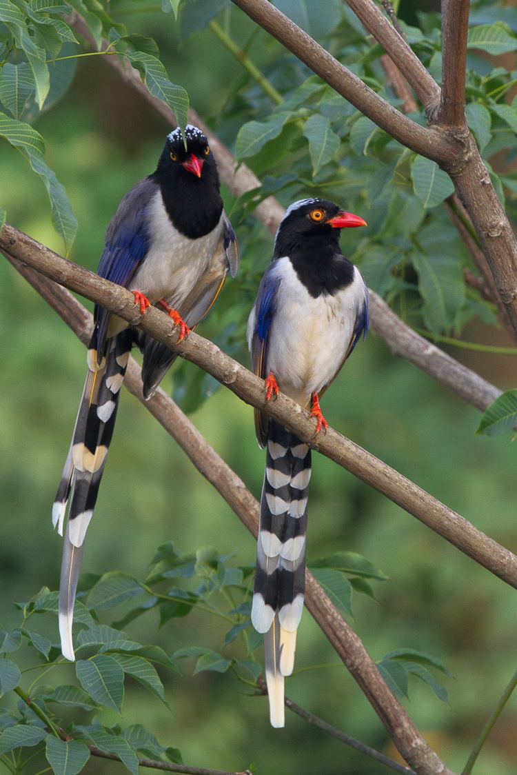 Red-billed blue magpie Redbilled Blue Magpie Status in Singapore Francis Yap Nature
