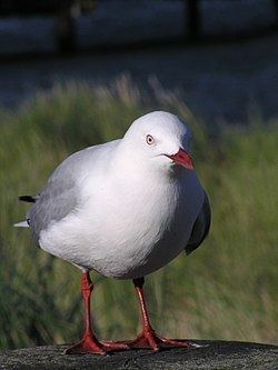 Red-billed gull httpsuploadwikimediaorgwikipediacommonsthu