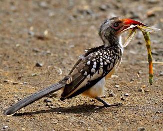 Red-billed hornbill erythrorhynchus Redbilled hornbill