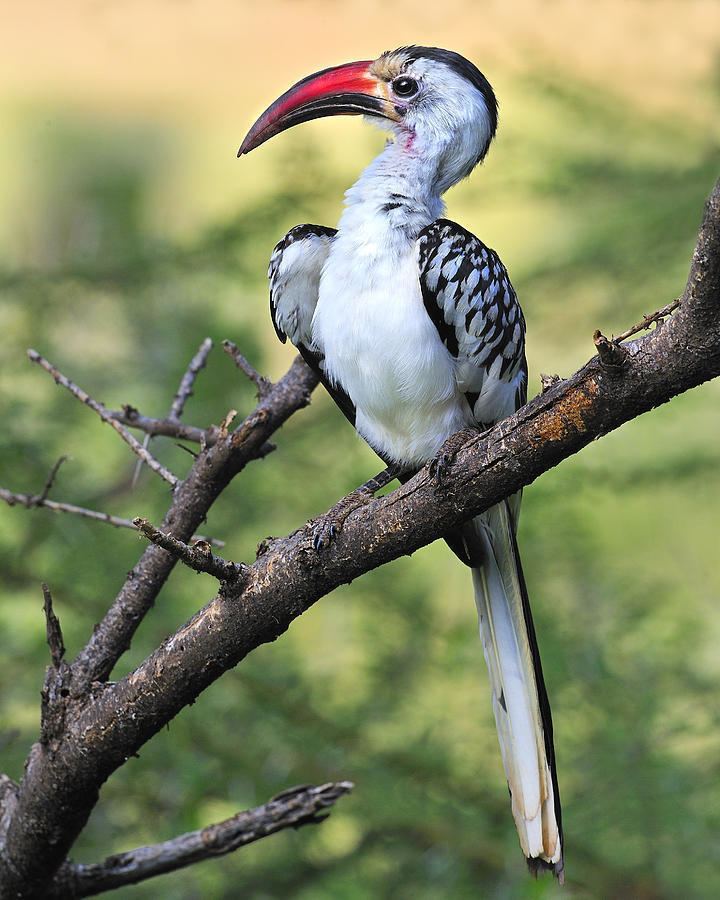 Red-billed hornbill Red Billed Hornbill More info