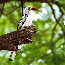 Red-billed hornbill httpsuploadwikimediaorgwikipediacommonsthu