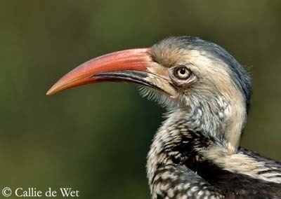 Red-billed hornbill Redbilled Hornbill