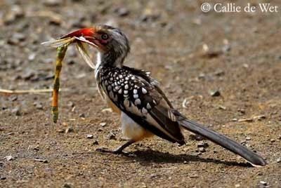 Red-billed hornbill Redbilled Hornbill