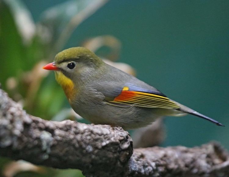 Red-billed leiothrix Pictures and information on Redbilled Leiothrix