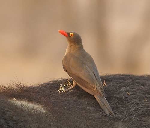 Red-billed oxpecker Surfbirds Online Photo Gallery Search Results