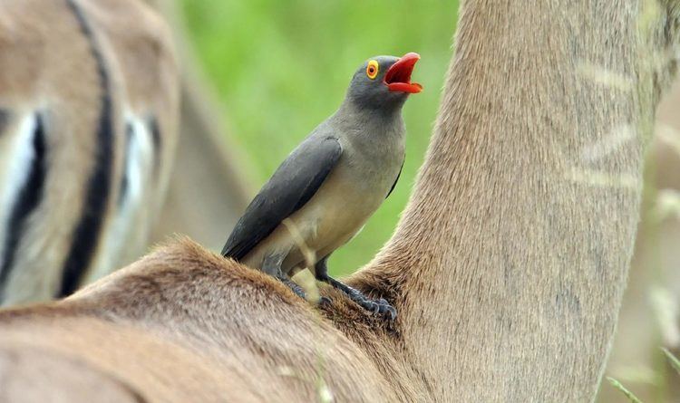 Red-billed oxpecker Redbilled Oxpecker MpalaLive