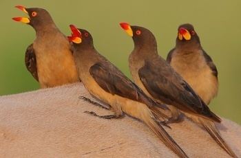 Red-billed oxpecker Redbilled oxpecker