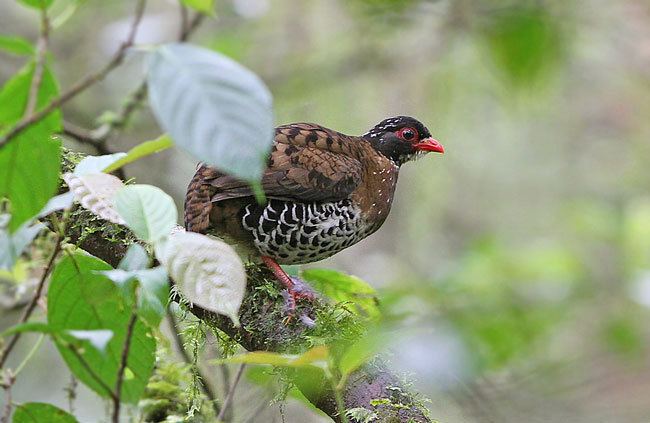 Red-billed partridge orientalbirdimagesorgimagesdataredbilledpartri