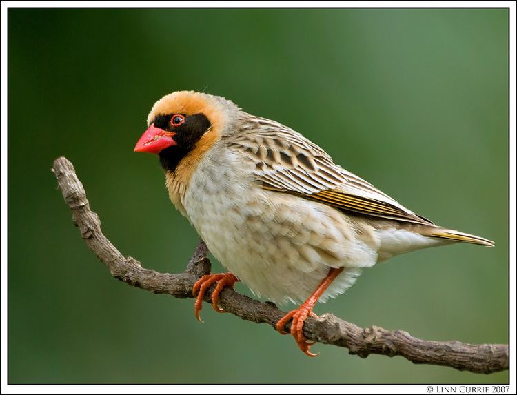 Red-billed quelea RedBilled Quelea Breeding Male OutdoorPhoto Gallery