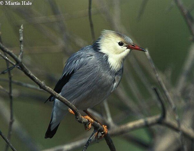 Red-billed starling Oriental Bird Club Image Database Redbilled Starling Spodiopsar