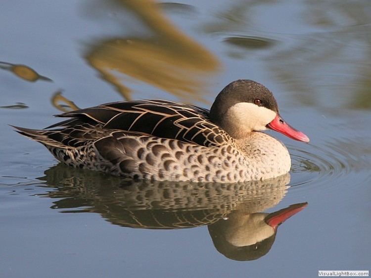 Red-billed teal Redbilled Teal Duck Wildfowl Photography