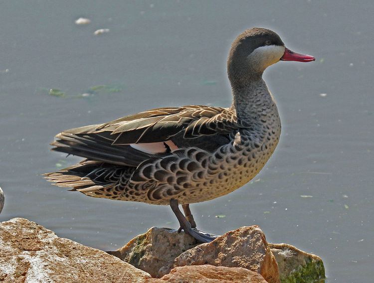 Red-billed teal FileRedbilled Teal south africa RWDjpg Wikimedia Commons