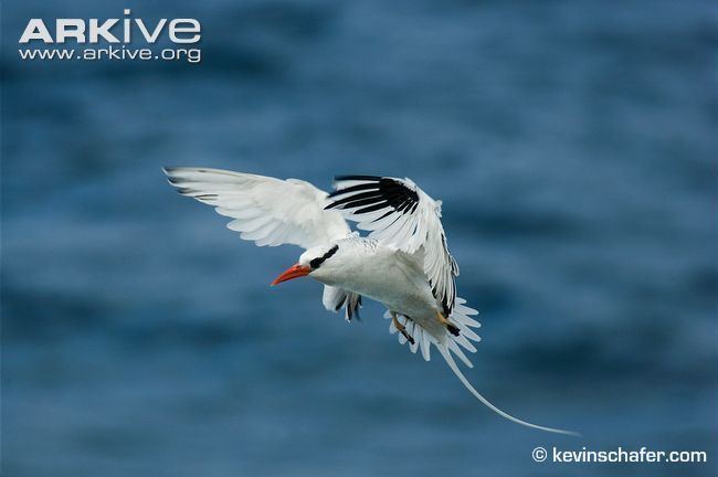 Red-billed tropicbird Redbilled tropicbird videos photos and facts Phaethon aethereus