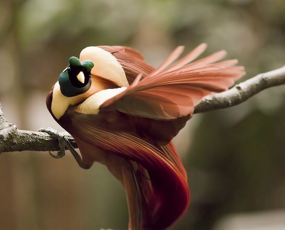 Red bird-of-paradise Red Bird of Paradise Birds Pinterest Nature Bird of paradise