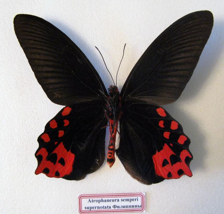 Red-bodied swallowtail uploadwikimediaorgwikipediacommonscc9Atroph