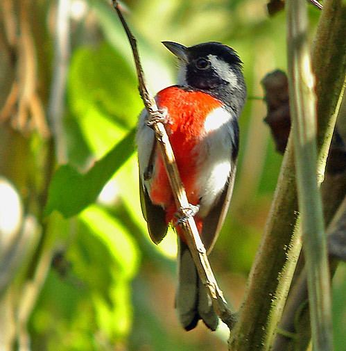 Red-breasted chat BirdQuest The Ultimate in Birding Tours