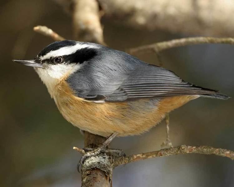 Red-breasted nuthatch d2fbmjy3x0sduacloudfrontnetsitesdefaultfiles