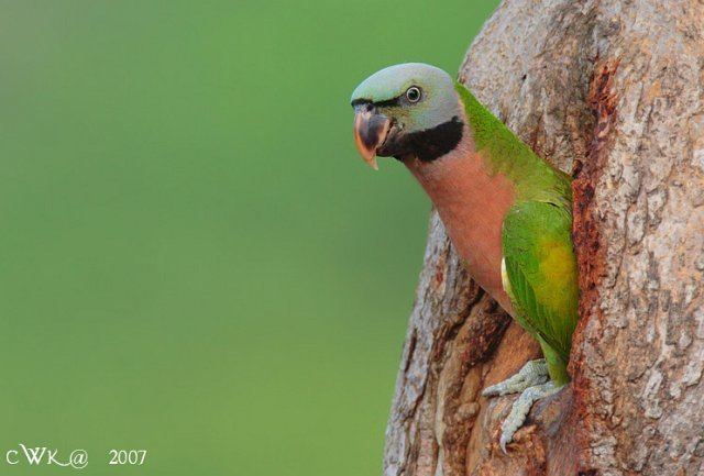 Red-breasted parakeet Oriental Bird Club Image Database Redbreasted Parakeet