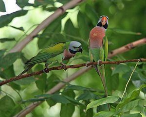 Red-breasted parakeet httpsuploadwikimediaorgwikipediacommonsthu