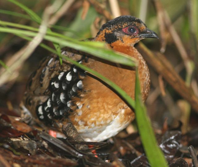 Red-breasted partridge orientalbirdimagesorgimagesdatapictureausindo5