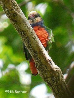 Red-breasted pygmy parrot httpssmediacacheak0pinimgcom236x9a2277