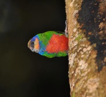 Red-breasted pygmy parrot 1000 images about Micropsitta bruijnii on Pinterest The o39jays