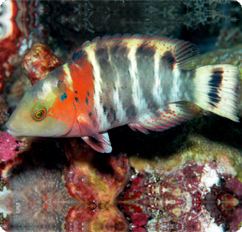 Red-breasted wrasse httpswwwbluezooaquaticscomimagesproductsFi