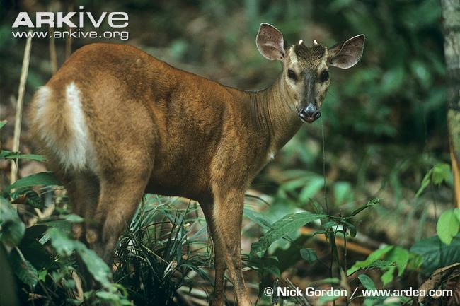 Red brocket Red brocket videos photos and facts Mazama americana ARKive