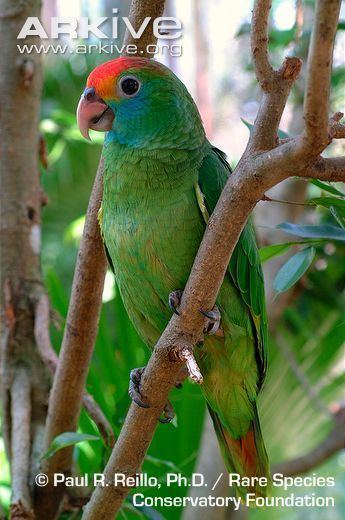 Red-browed amazon Redbrowed Amazon photo Amazona rhodocorytha G22636 ARKive