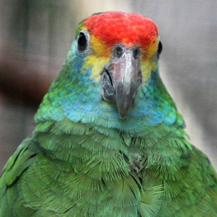 Red-browed amazon browed Amazon Parrot