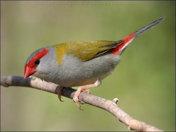Red-browed finch Redbrowed Finch photo image 1 of 6 by Ian Montgomery at birdwaycomau