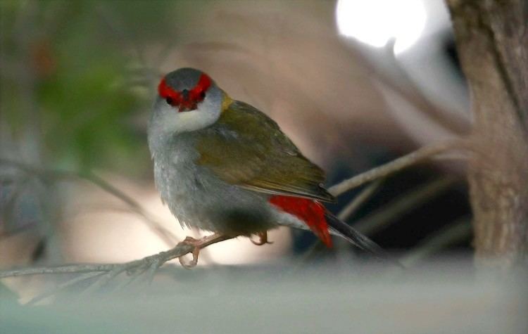 Red-browed finch Redbrowed Finch BIRDS in BACKYARDS