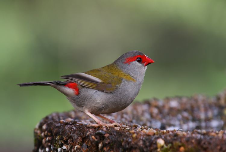 Red-browed finch FileRedbrowed Finch 0065 Px1600jpg Wikimedia Commons