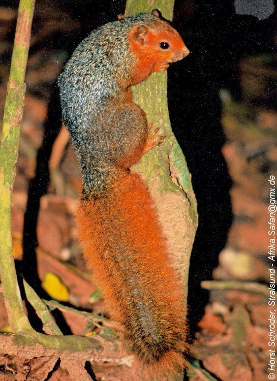 Red bush squirrel Image Paraxerus palliatus tanae Northern Red Bush Squirrel