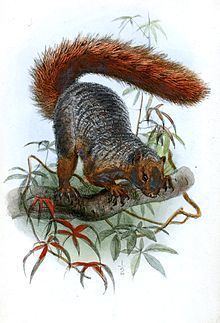 Red bush squirrel httpsuploadwikimediaorgwikipediacommonsthu