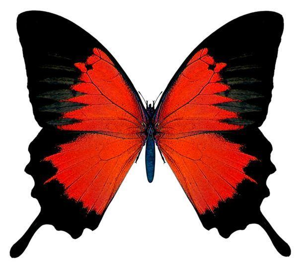 Red Butterfly Best 25 Red butterfly ideas on Pinterest Butterfly Beautiful