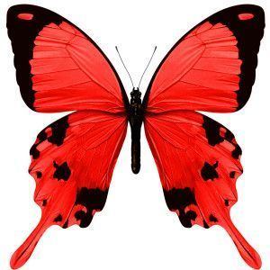 Red Butterfly Best 25 Red butterfly ideas on Pinterest Butterfly Beautiful
