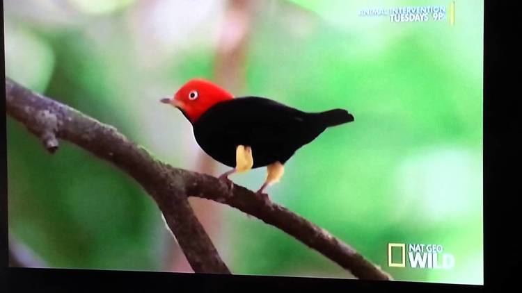 Red-capped manakin The Dance of the Redcapped Manakin YouTube