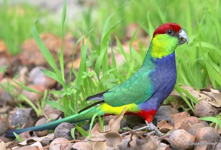 Red-capped parrot Redcapped Parrot Purpureicephalus spurius videos photos and