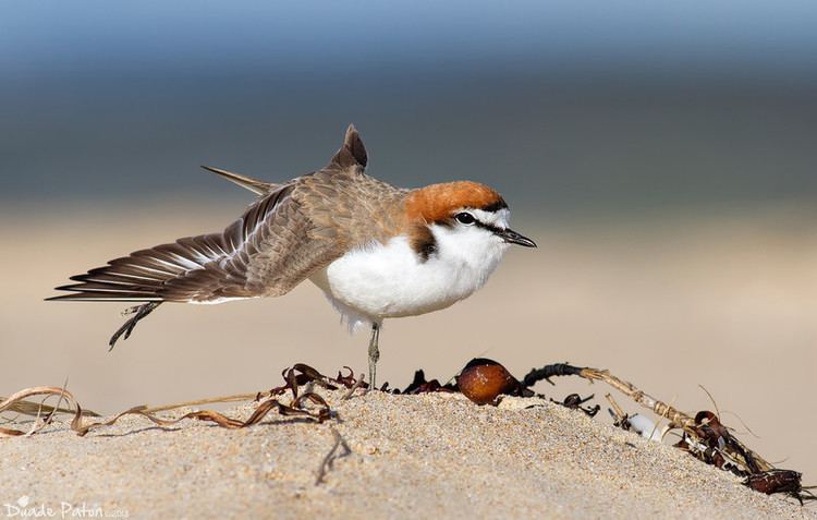 Red-capped plover Redcapped Plover Australian Bird Photos