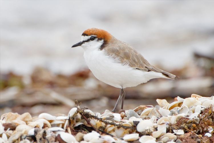 Red-capped plover Redcapped plover Wikiwand