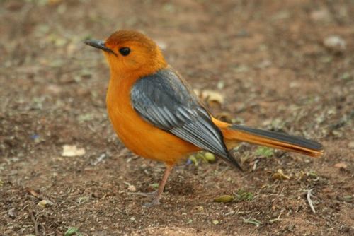 Red-capped robin-chat Redcapped RobinChat Cossypha natalensis Nataljanfreder Flickr
