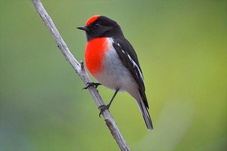 Red capped robin - Alchetron, The Free Social Encyclopedia