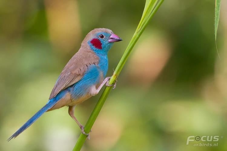 Red-cheeked cordon-bleu Redcheeked Cordonbleu Uraeginthus bengalus videos photos and