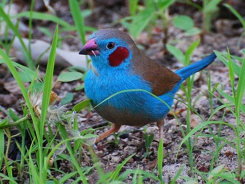 Red-cheeked cordon-bleu Redcheeked Cordon Bleu Finch AZ Birds